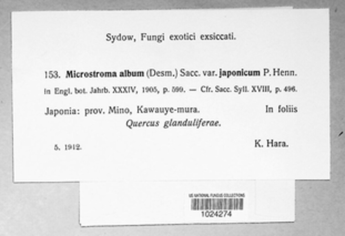 Microstroma album image